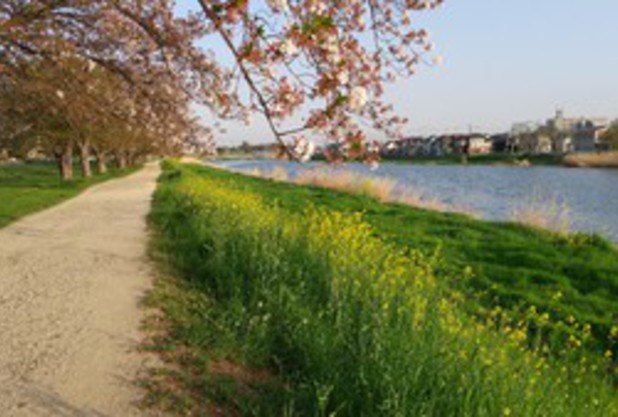 葉桜と菜の花とポスティング