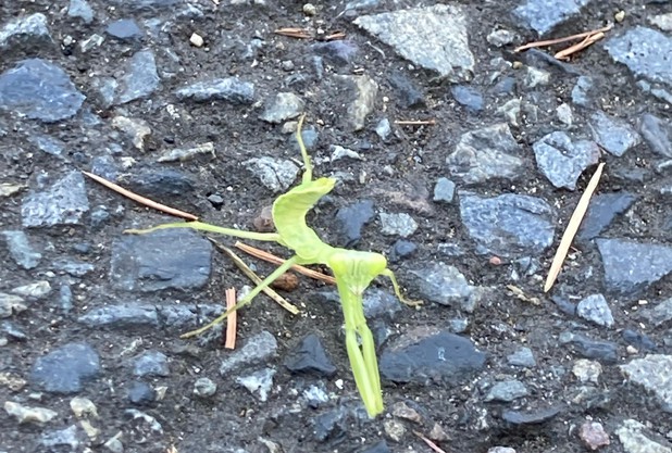 カマキリのように