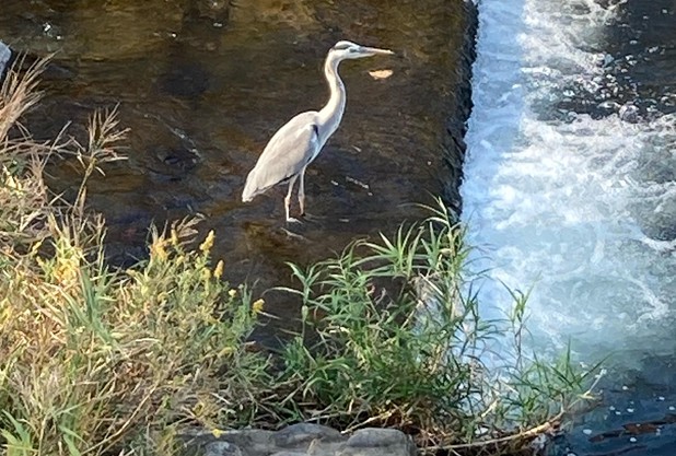 川に鳥が