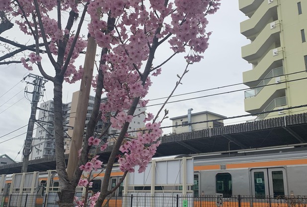 桜の開花