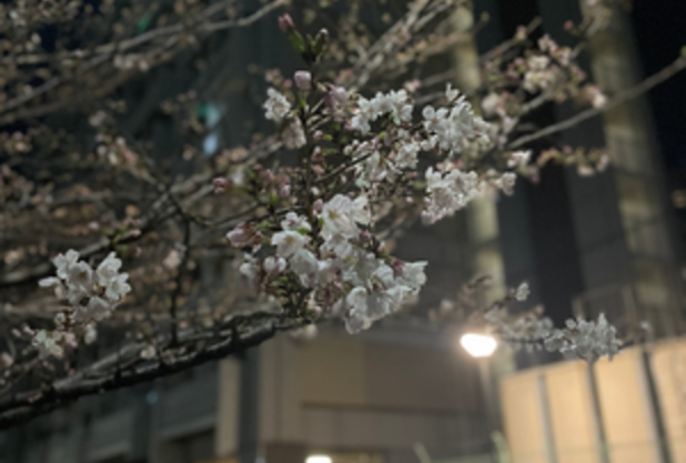 桜