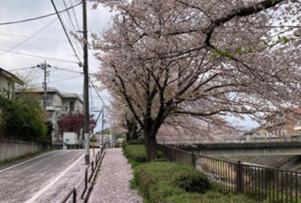 桜花道