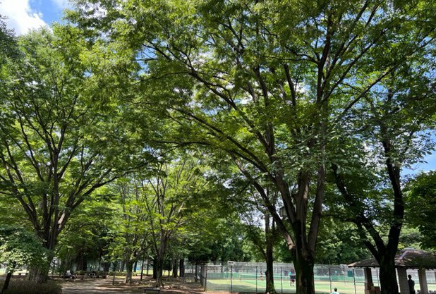 ディアドラカップ　小金井公園