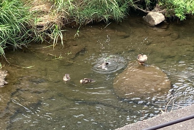 鴨の水浴び