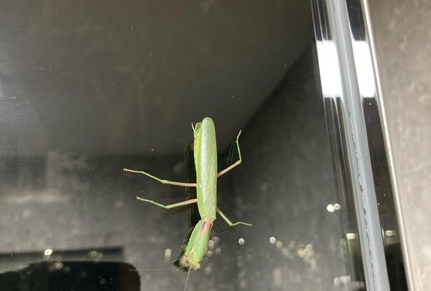 スパイダーマンいやっもう騙されないカマキリマン