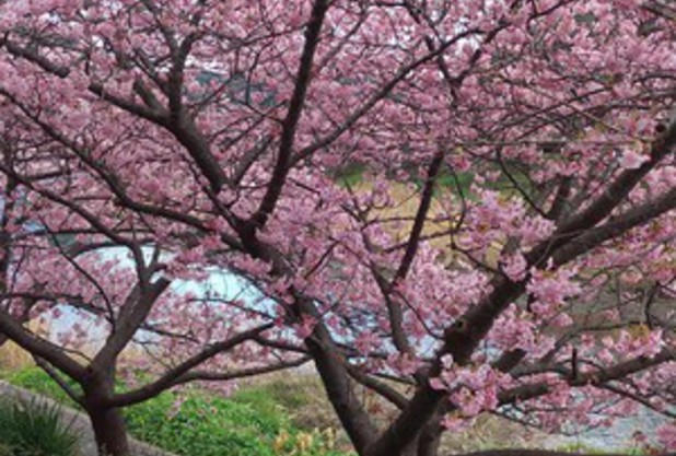 桜PartⅡ