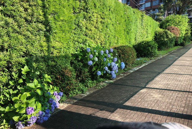 アジサイ、今が見頃です！
