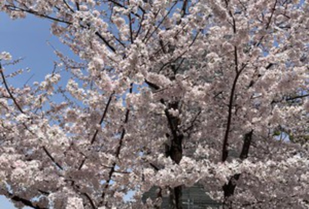 桜