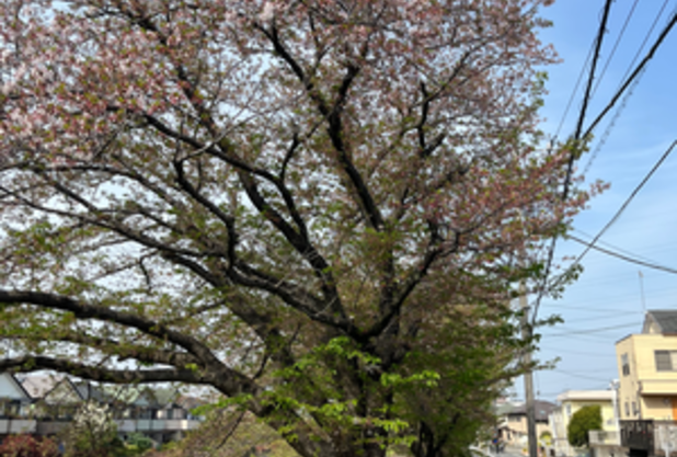 桜　ソメイヨシノ