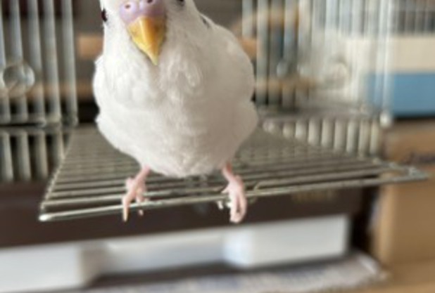 ピヨゴニョゴニョ