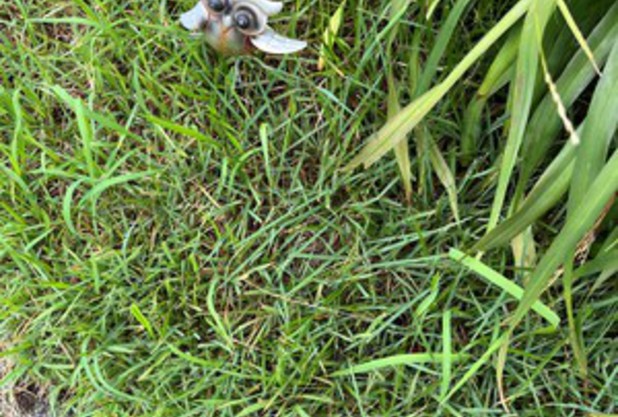 フクロウかと思いきや