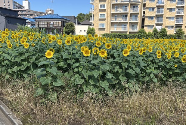 ひまわりのその後