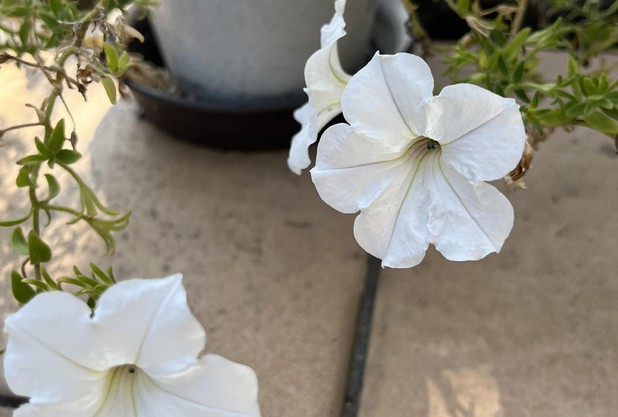 ハチファミ花壇