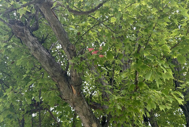女の神様が嫌いな秋の夕暮れ