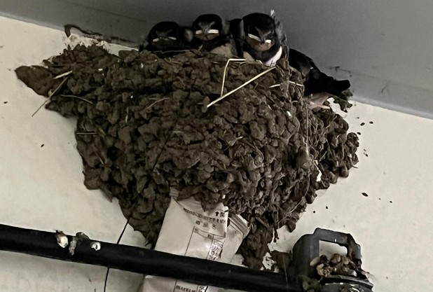 レーバーカップ