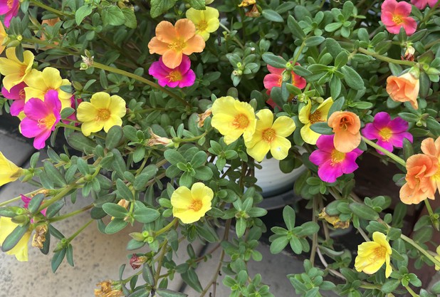 木下グループジャパンオープン　優勝