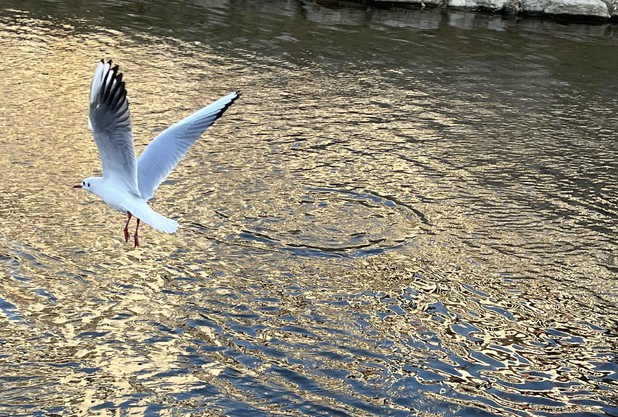 全日本テニス選手権