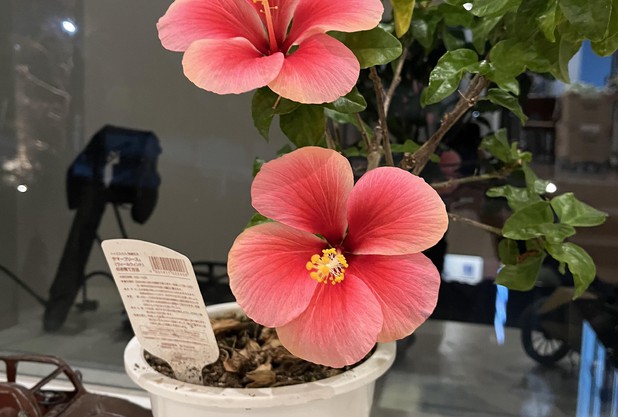 サマーブリーズ