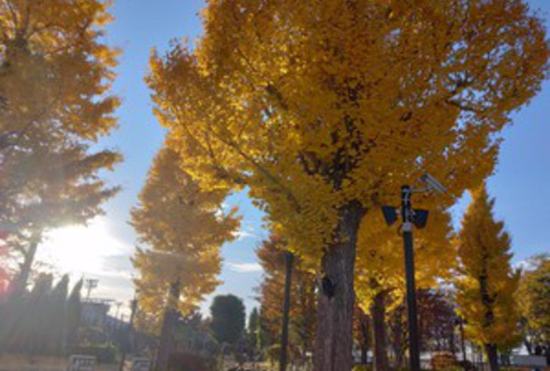 紅葉の季節、テニスの季節！