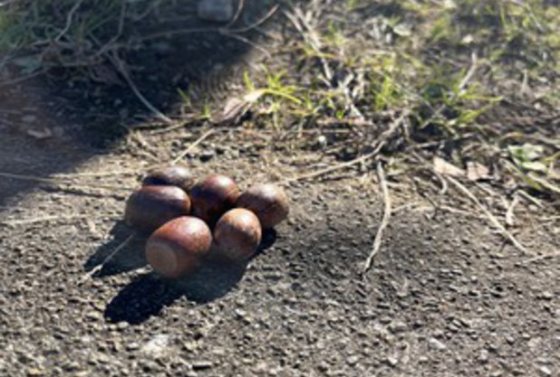 八王子テニス市民大会