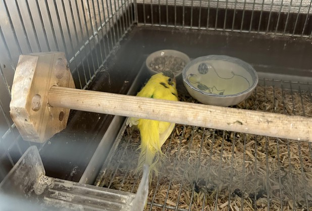 田村杯とインコの危機