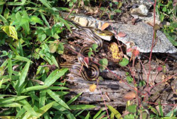 今年の市民大会