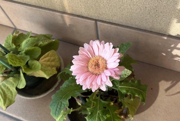 ワウリンカきたー!