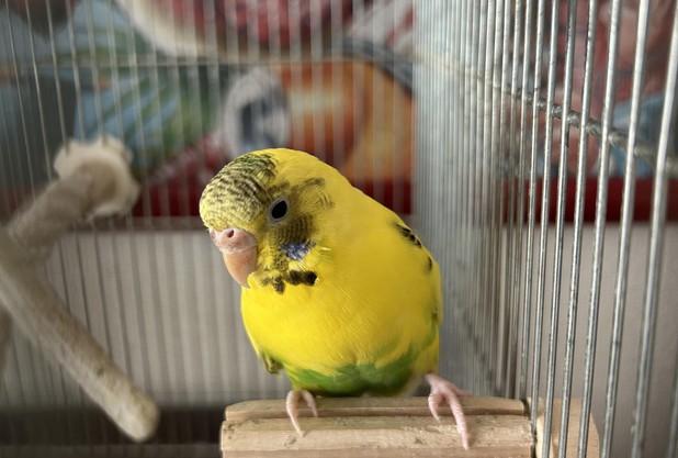 最強最長寒波、、、らしい