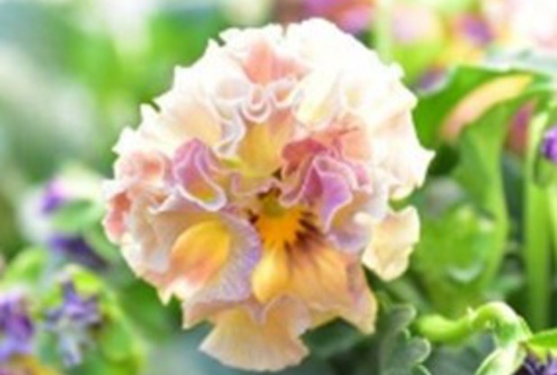 冬のフラワーカップ・ビオラトーナメント結果