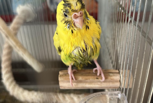 眠い毎日の救世主