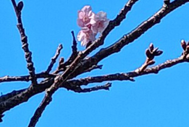 「開花」花？選手？