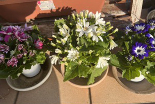 全豪オープン　車椅子部門