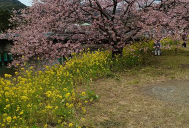 みなみの桜part２