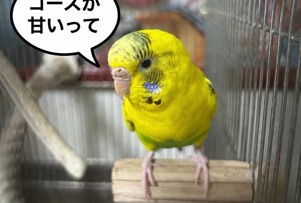 エイプリルフール