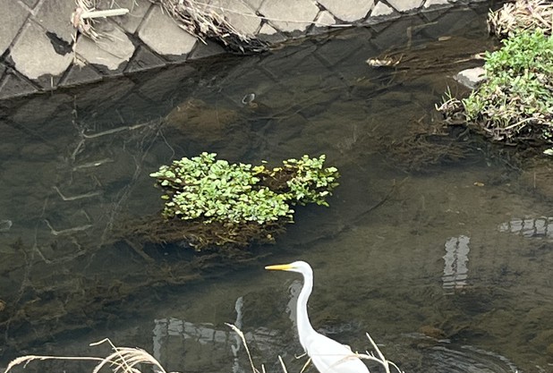 ハチファミ　番外編