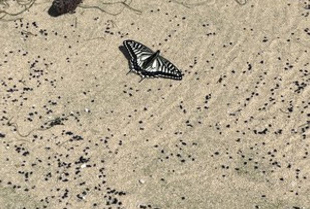 コートに蝶々が