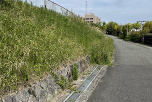 たんぽぽ