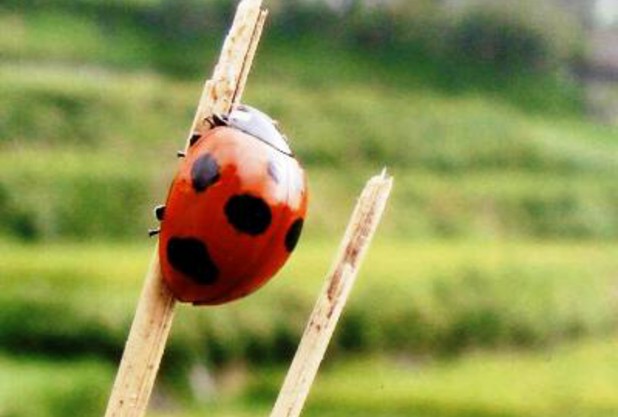 ブログ三部作～てんとう虫CUP～