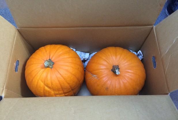 美原の森もHalloween