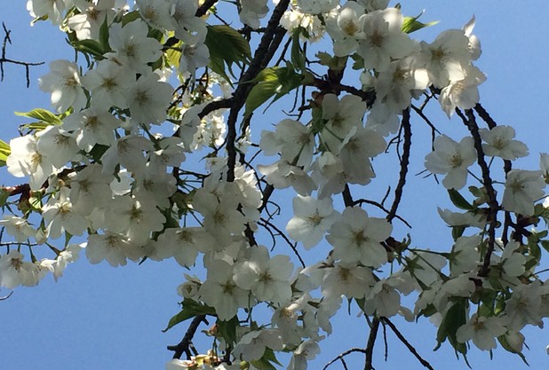 美原の森　風物詩　恒例「美原の春」