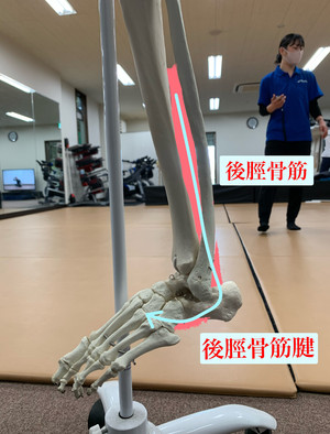 image_6483441 (1).JPG