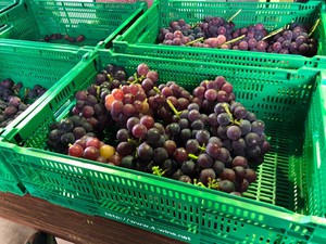 iOS の画像 (1).jpg