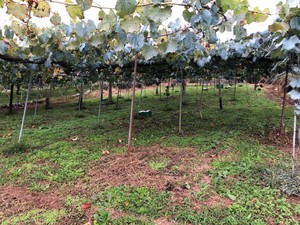 iOS の画像 (3).jpg