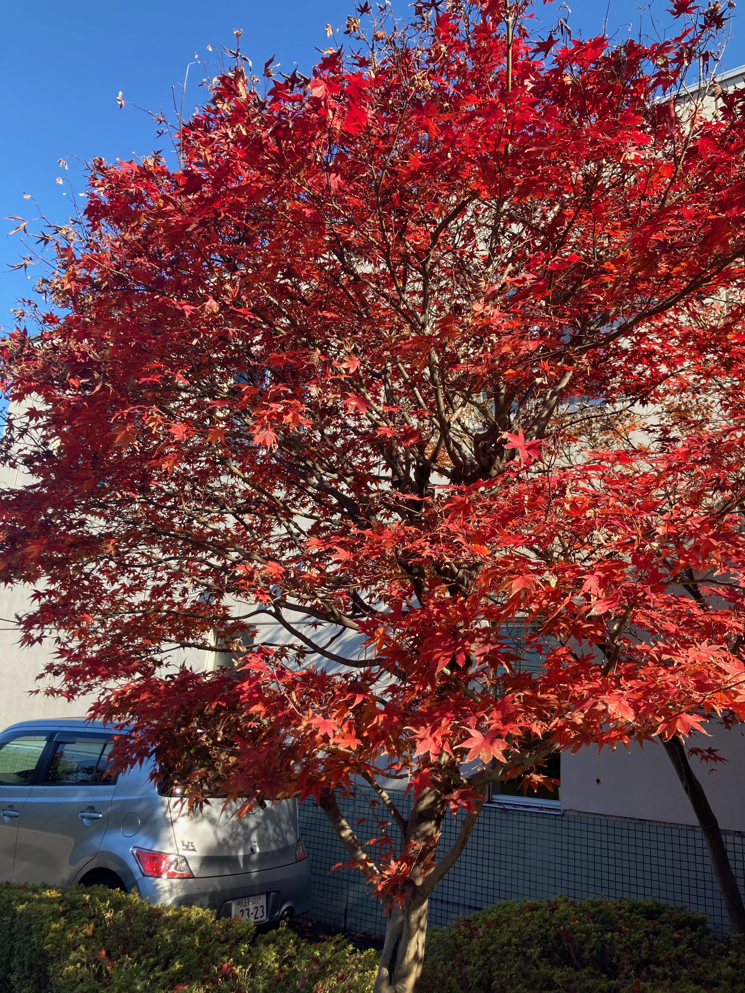 hachioji2112033.jpeg