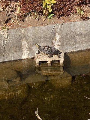 image0 - 2023-03-13T092748.368.jpeg