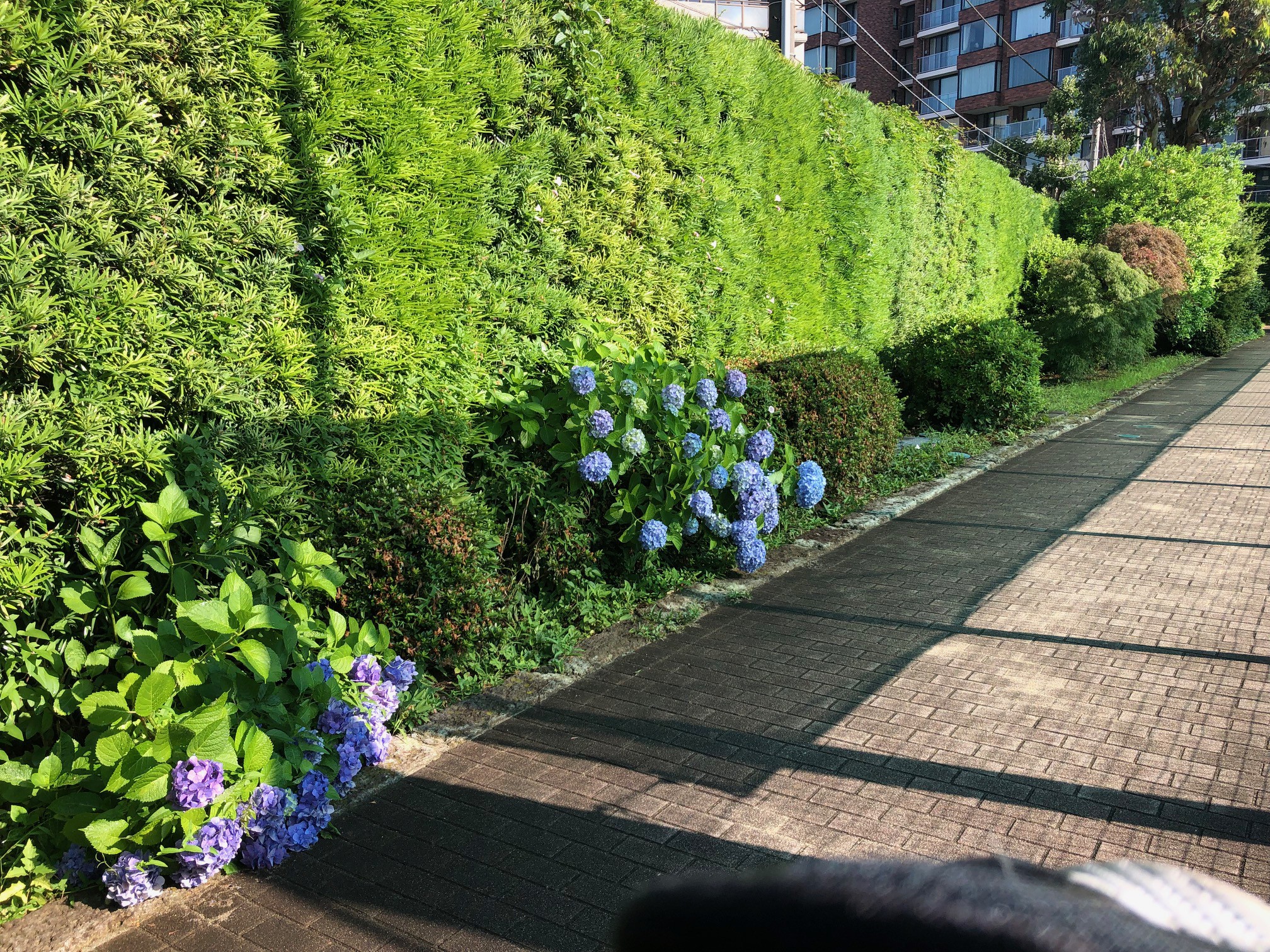 mejiro240619.jpg