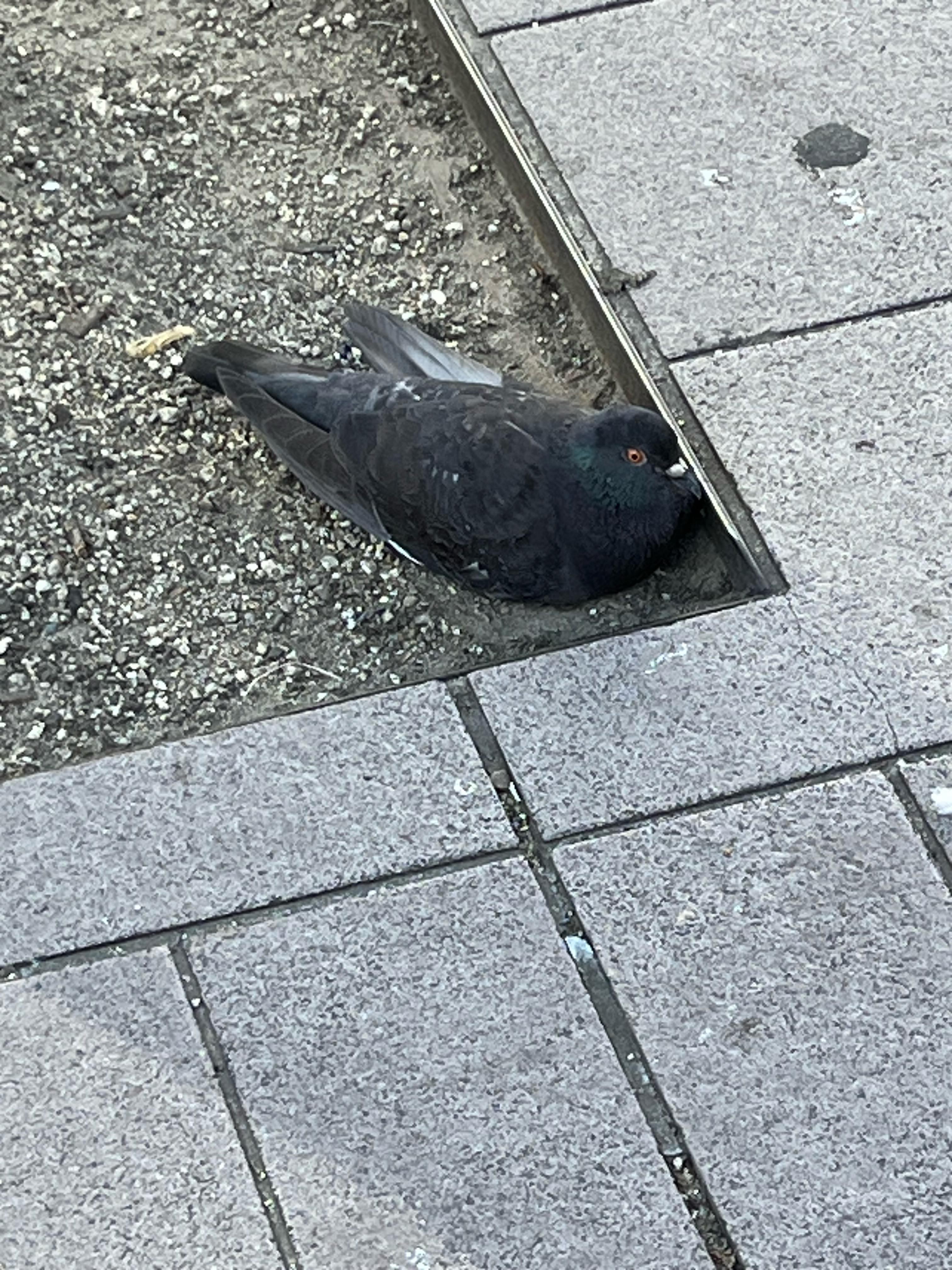 hachioji2406242-2.jpeg