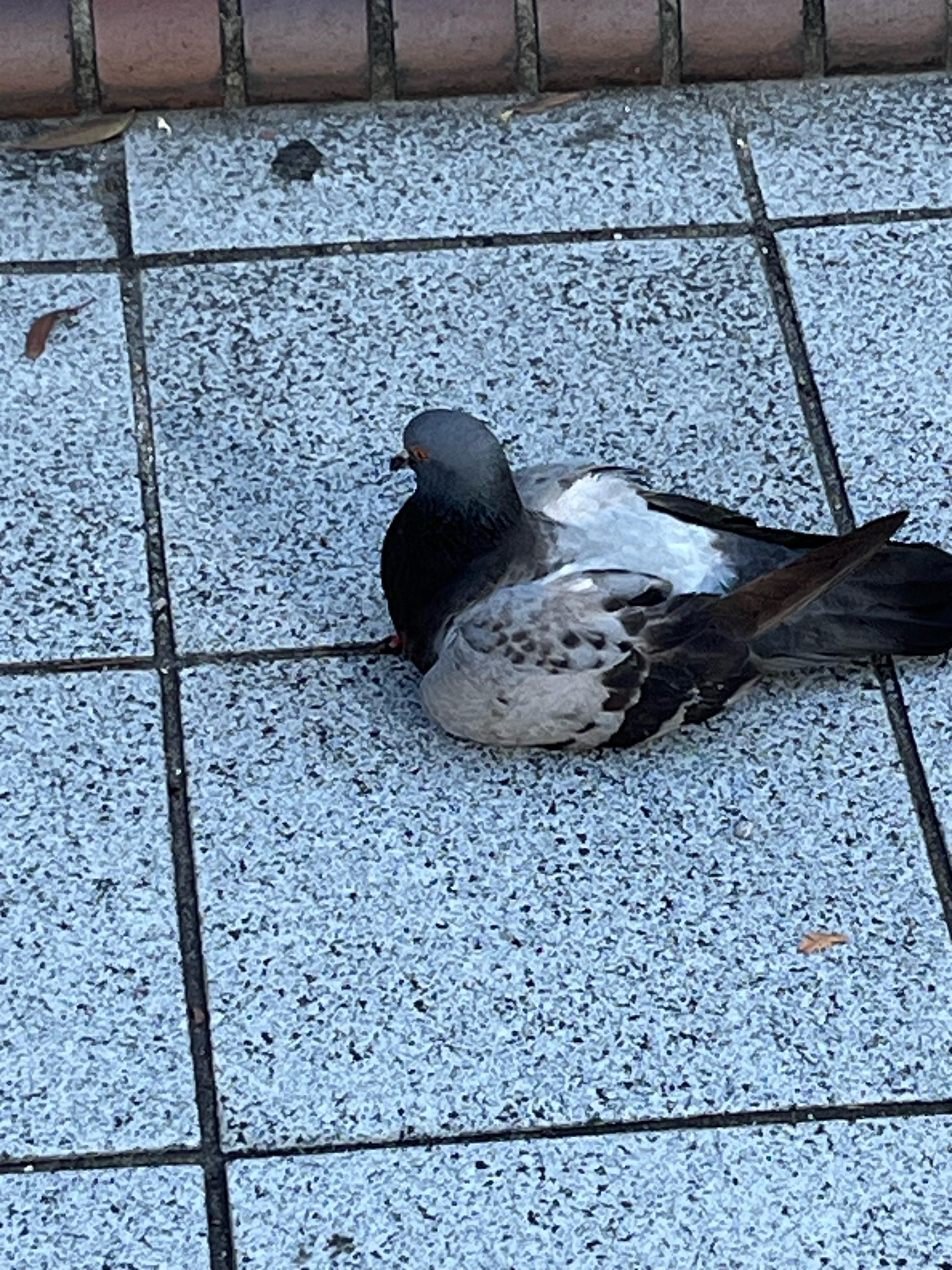 hachioji2406242-3.jpeg