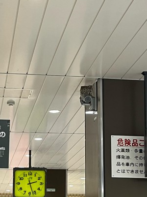 hachi240716b.jpeg