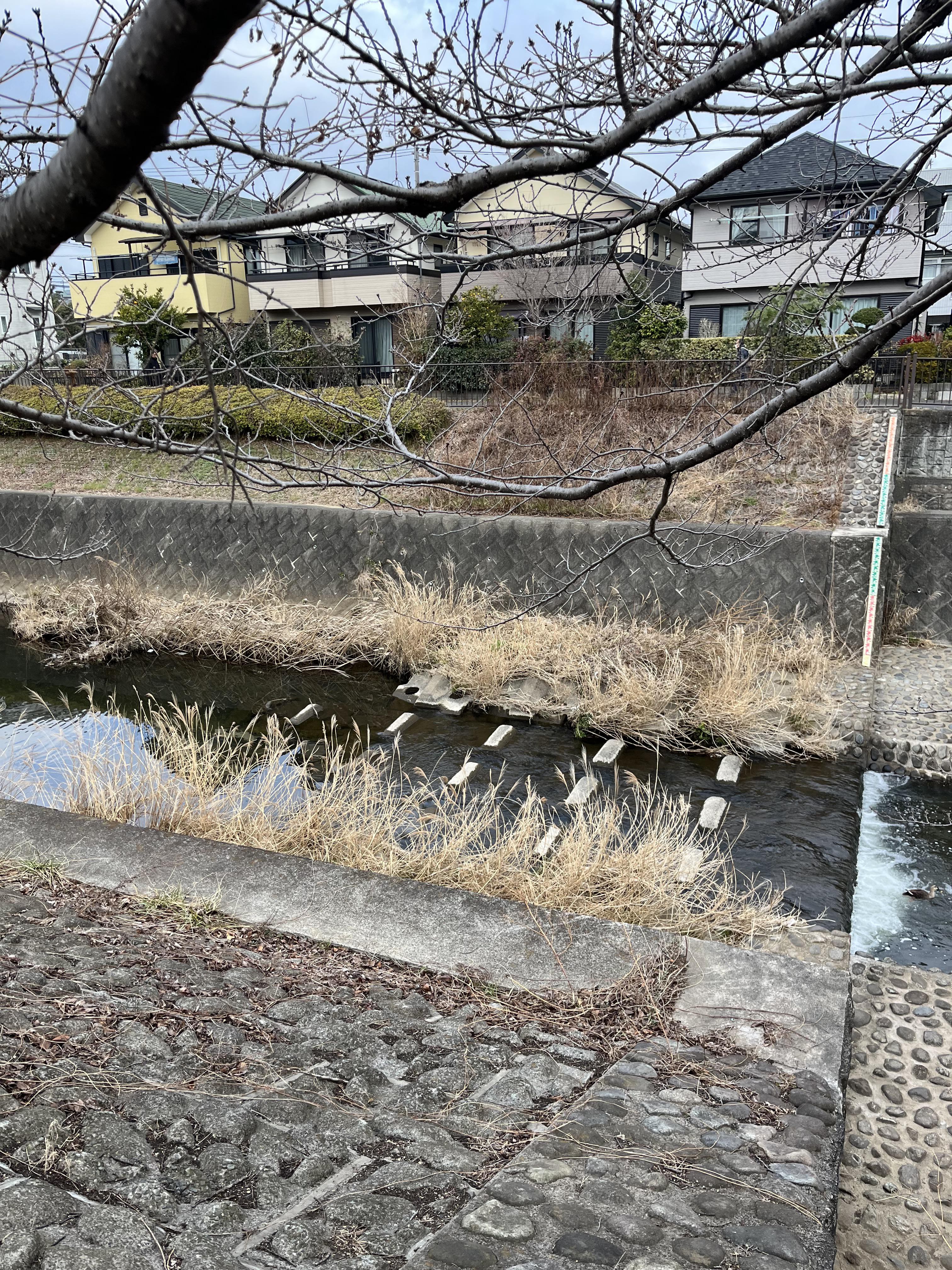 hachioji2503121-1.jpeg